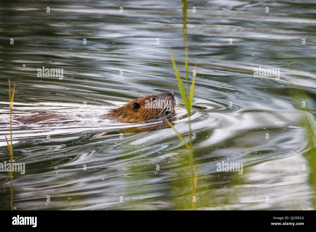 una nutria marrone nuota su un lago Foto Stock
