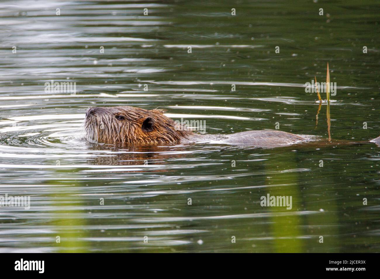 una nutria marrone nuota su un lago Foto Stock