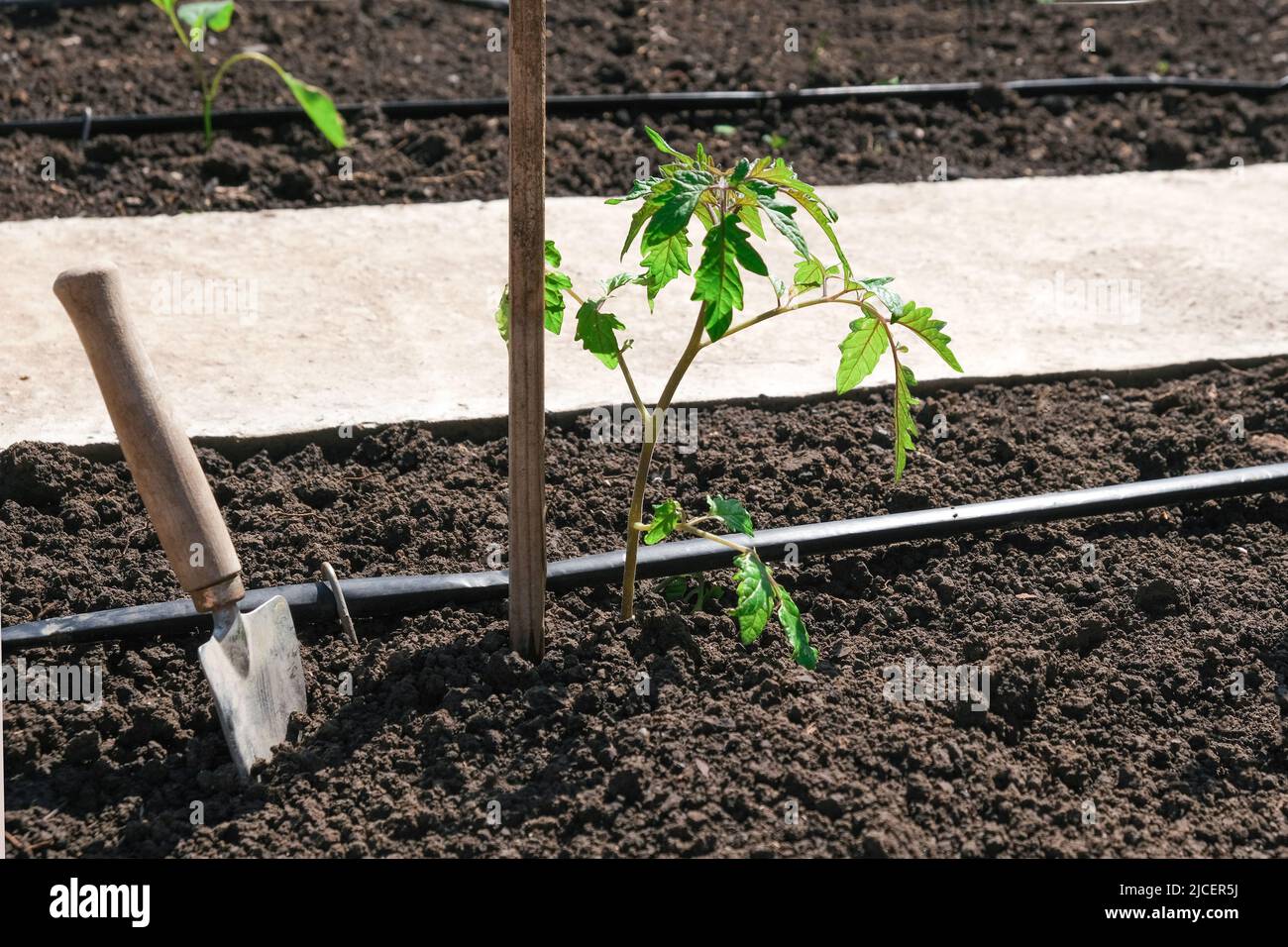 Piante di pomodoro coltivate in letti con annaffiatura automatica o sistema di gocciolamento dell'acqua nell'orto domestico. Tubo per irrigazione e irrigazione. Foto Stock