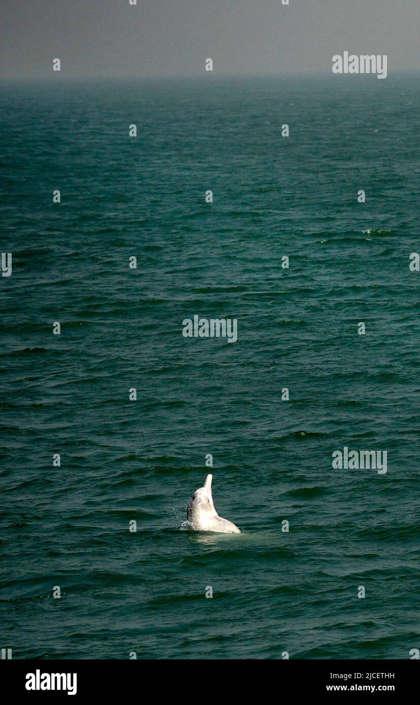 Gli splendidi delfini bianchi cinesi nuotano in mare aperto a nord dell'isola di Lantau a Hong Kong. Foto Stock