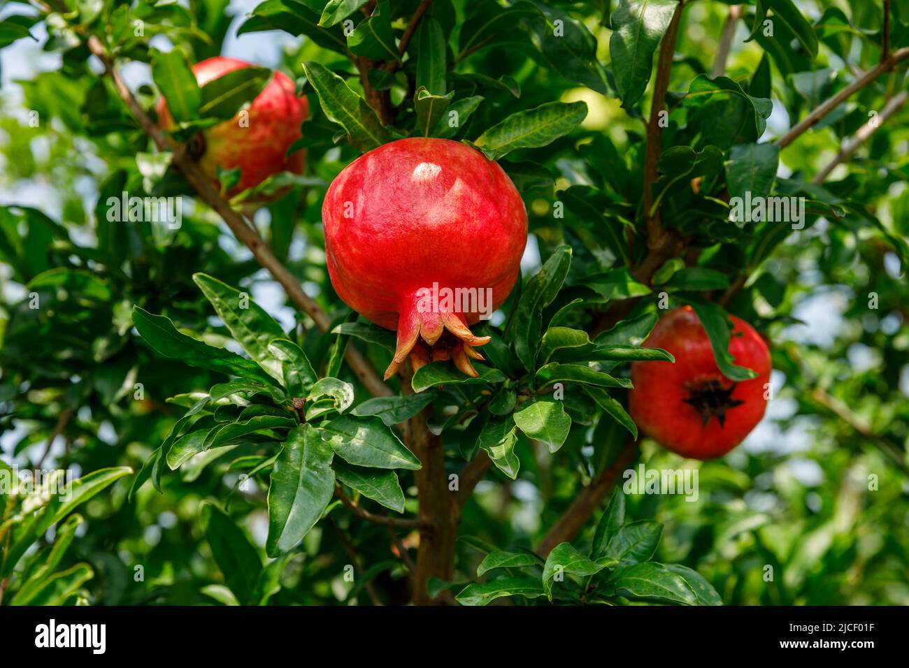 I melograni rossi crescono su albero di melograno. Frutta fresca nel frutteto. Foto Stock