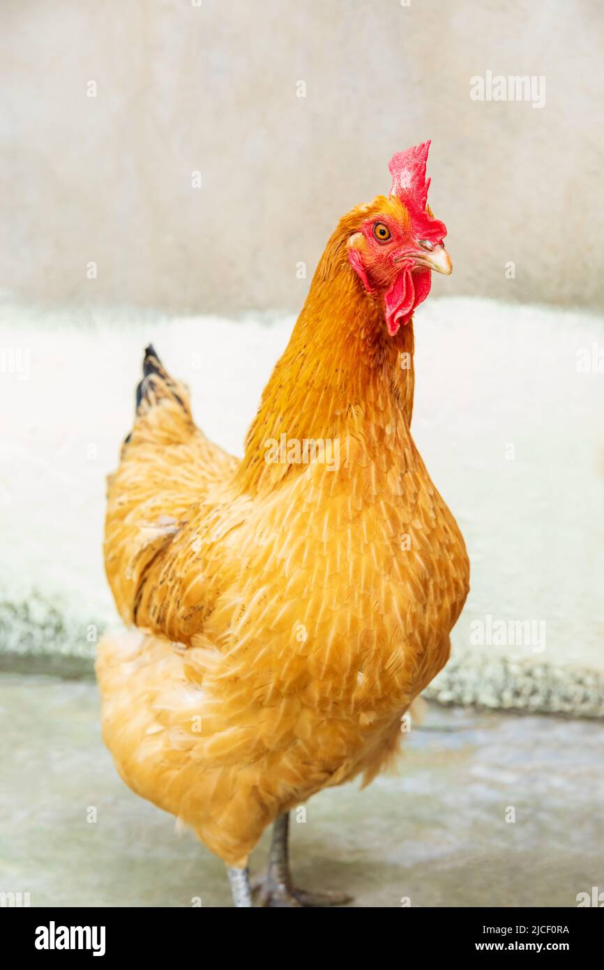 Una gallina carina si trova di fronte a uno sfondo sfocato. Fattoria animale tema. Foto Stock