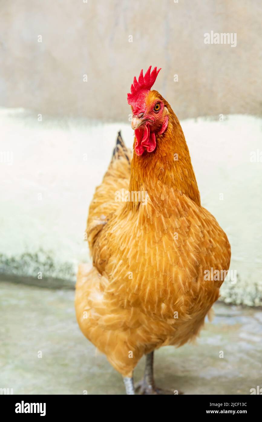 Una gallina carina si trova di fronte a uno sfondo sfocato. Fattoria animale tema. Foto Stock