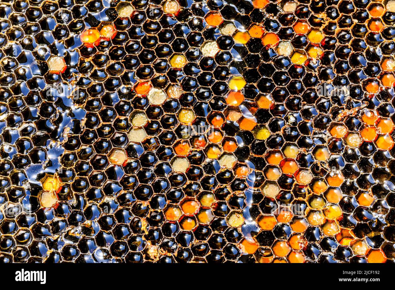 Struttura e motivo a nido d'ape e miele. Miele fresco cibo naturale. Foto Stock