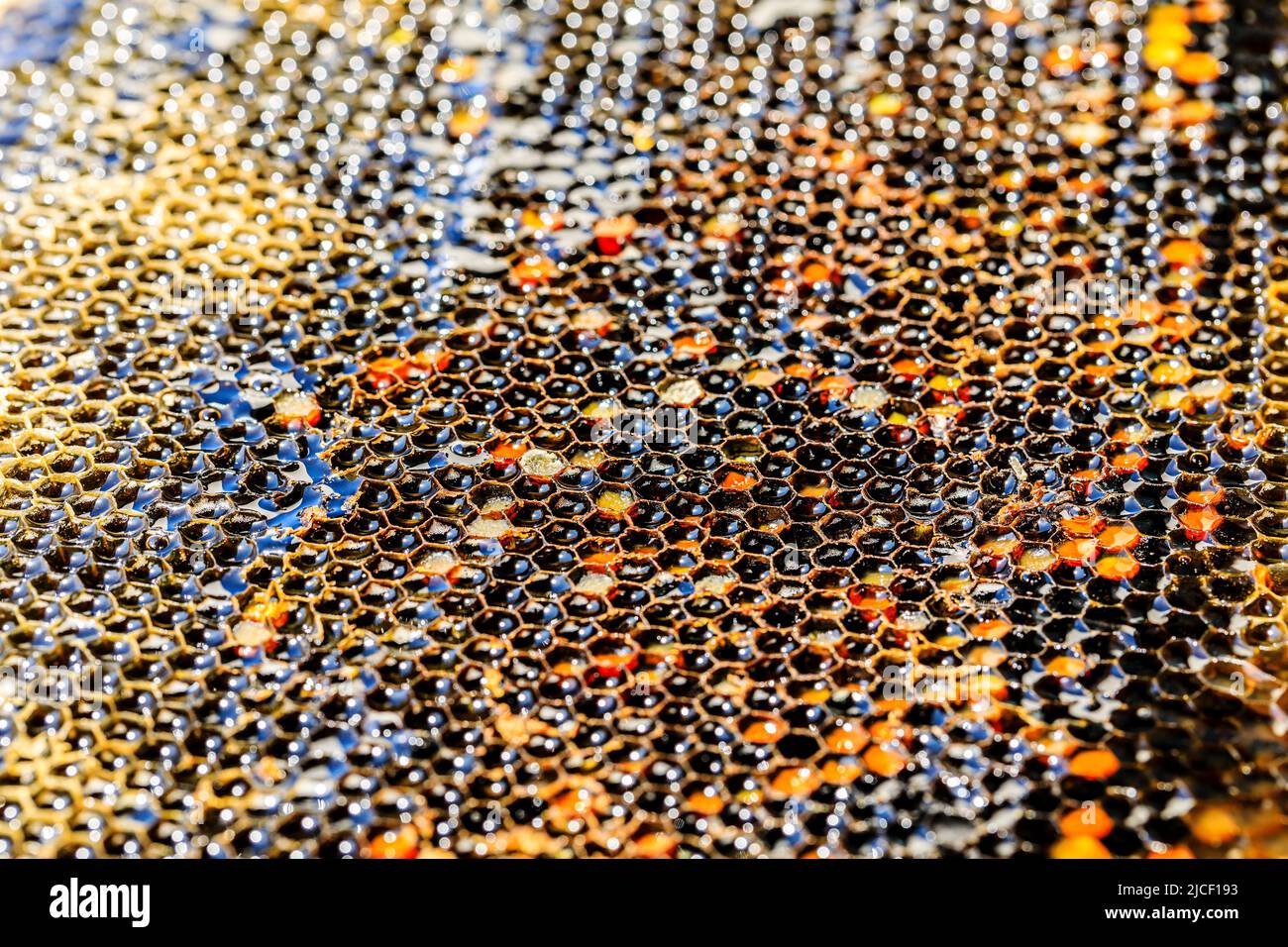 Struttura e motivo a nido d'ape e miele. Miele fresco cibo naturale. Foto Stock