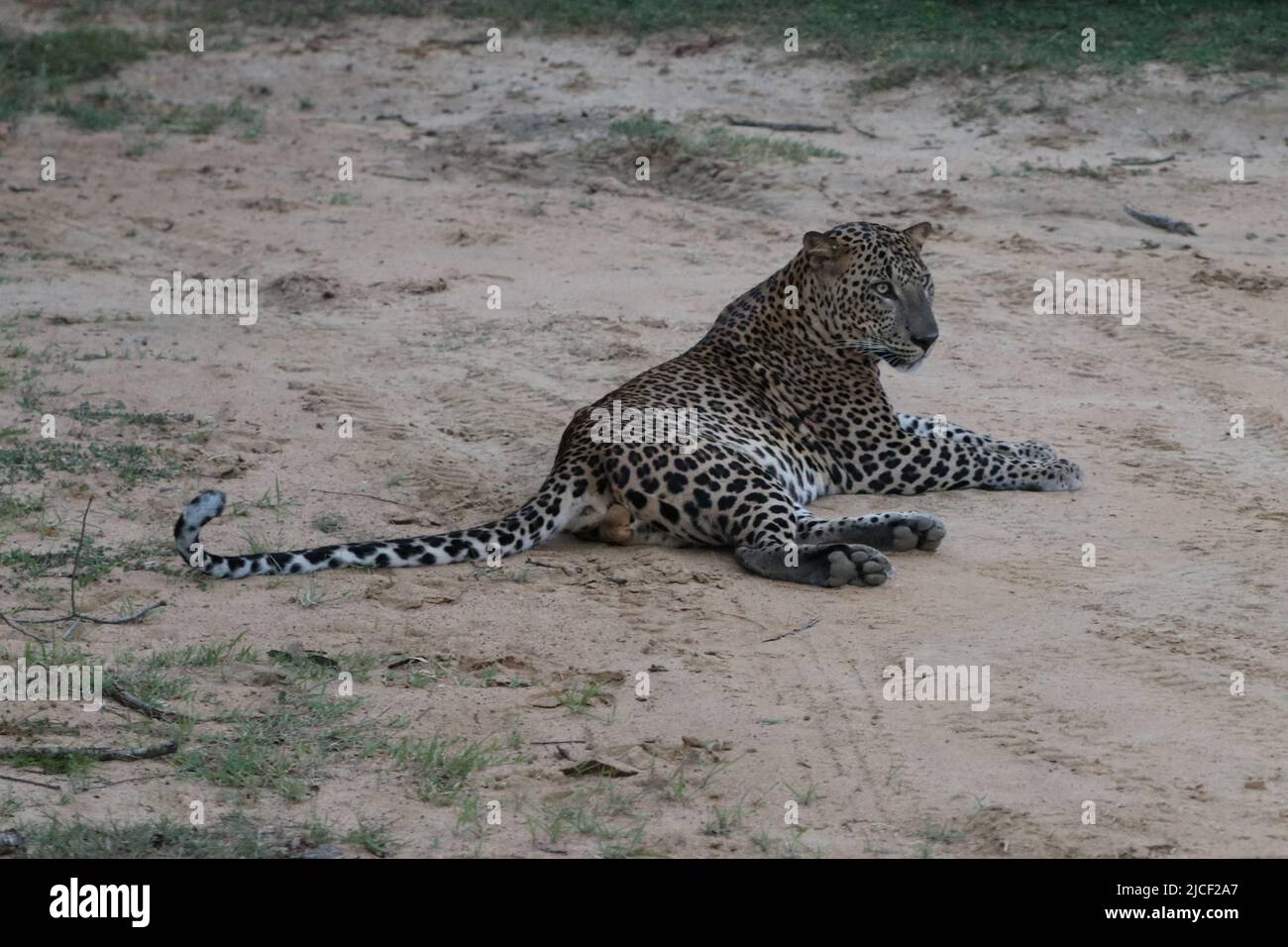 Fauna selvatica in Sri Lanka - Parco Nazionale di Yala Foto Stock