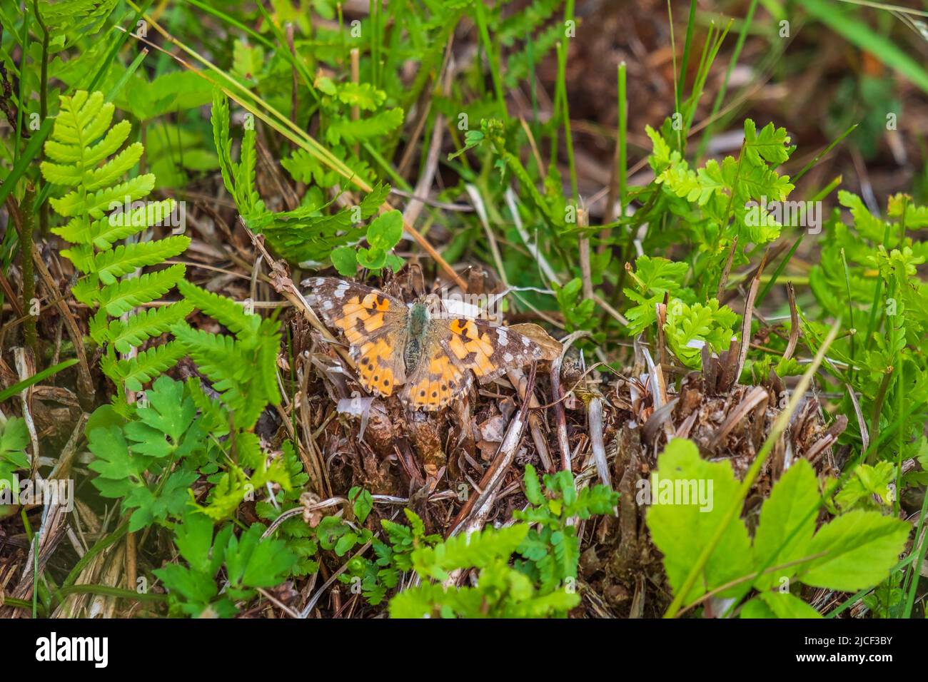 Farfalla donna dipinta seduta a terra Foto Stock