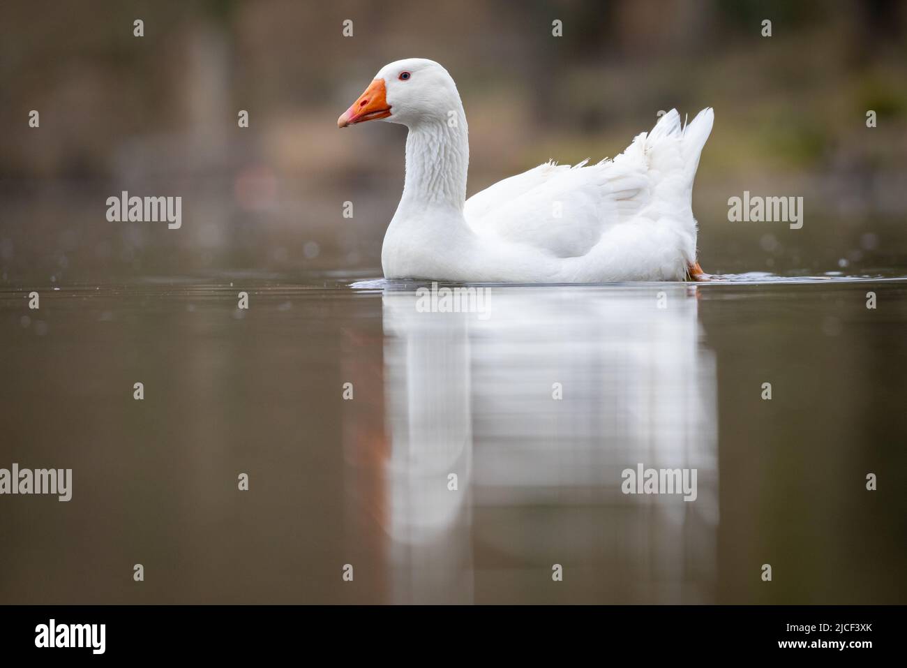 Goose bianco sul lago con riflessi Foto Stock