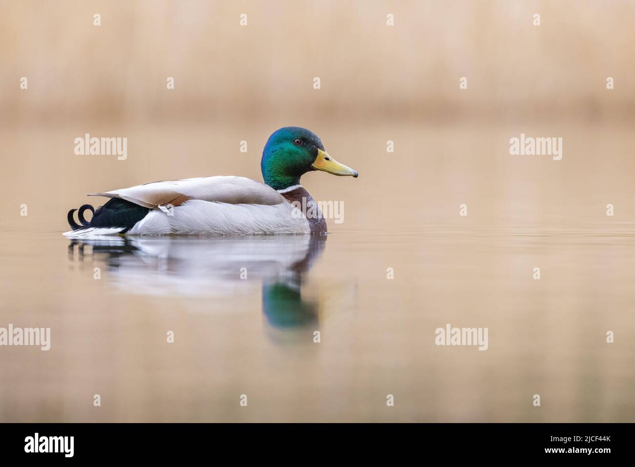 Maschio Mallard Duck [ Anas platyrhynchos ] sul lago in una mattinata di nebbia con riflessione e fuori fuoco sfondo Foto Stock