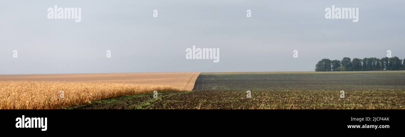 Terreno agricolo in Ucraina centrale. Foto Stock