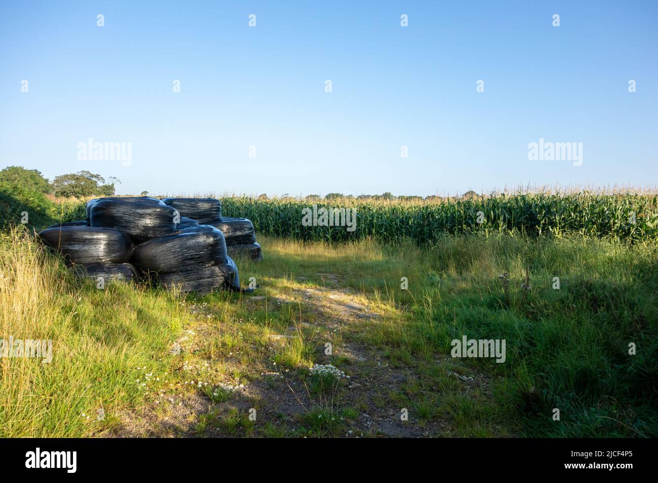 fieno in sacchi neri avvolti e accatastati al bordo di un campo di mais con alberi sullo sfondo e un cielo blu chiaro Foto Stock