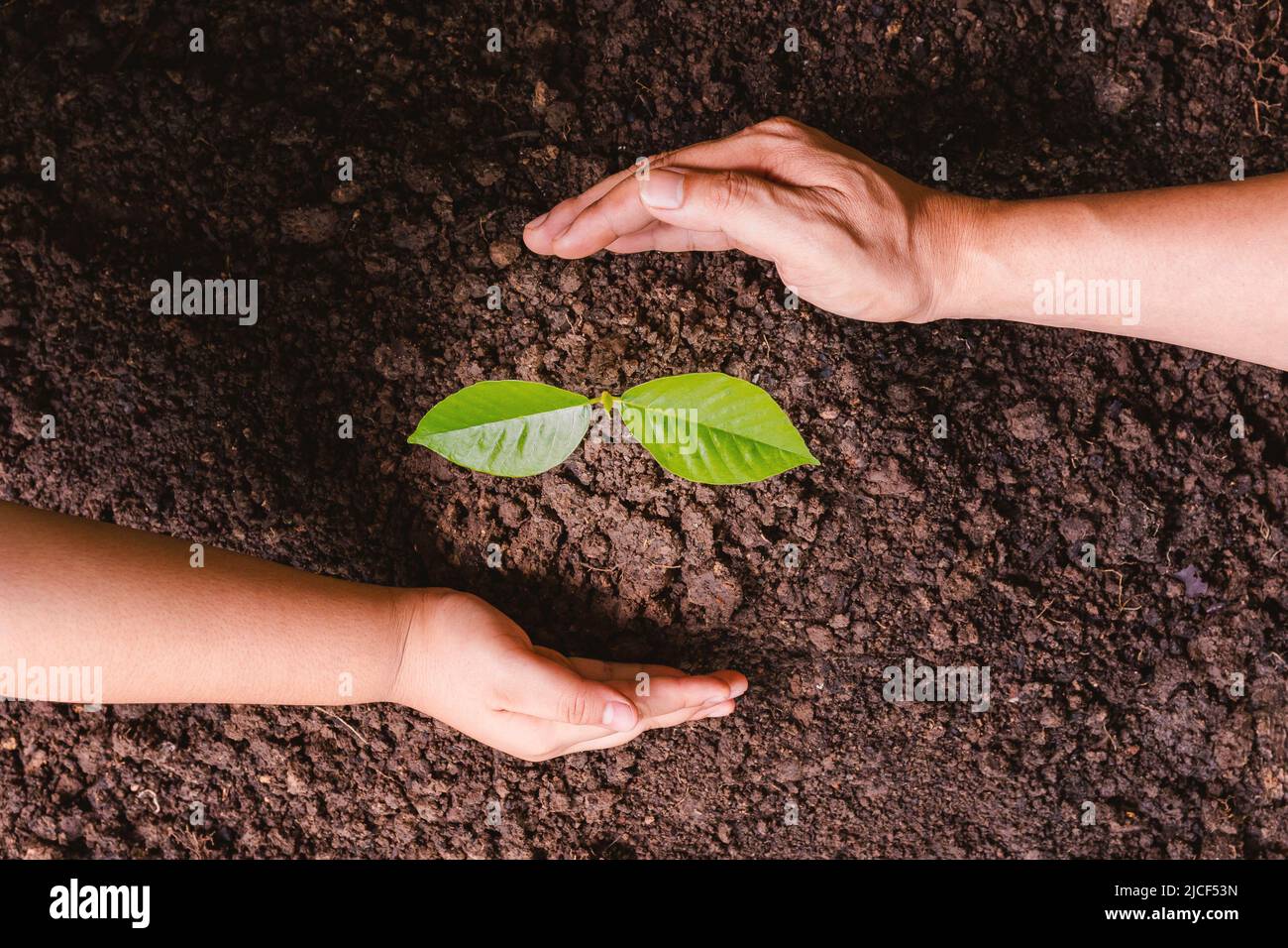 Un albero piccolo e le mani stanno piantando gli alberi teneramente. Foto Stock
