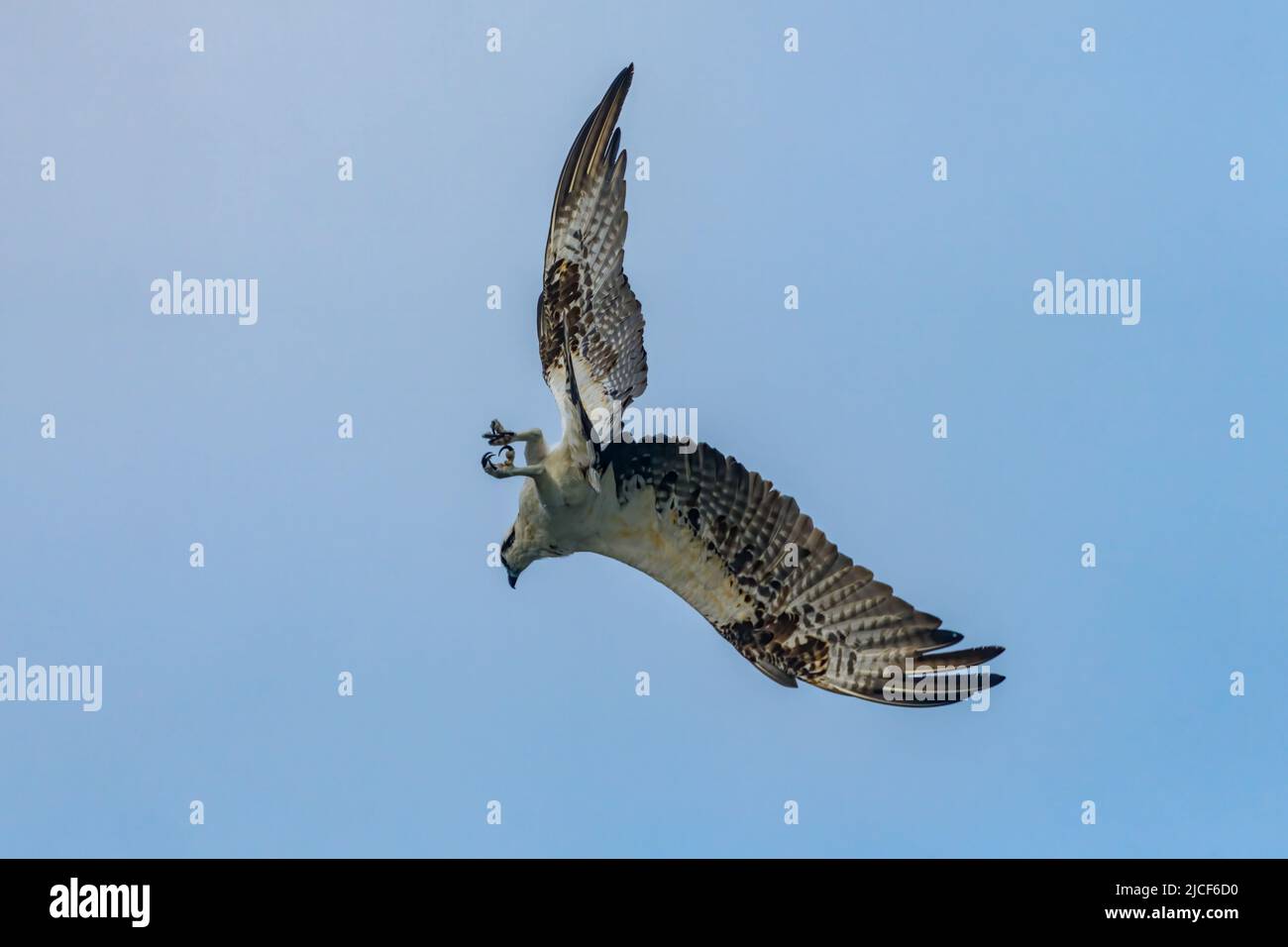 Un Osprey, Pandion Haliaetus, si trasforma in un'immersione a South Padre Island, Texas. Foto Stock