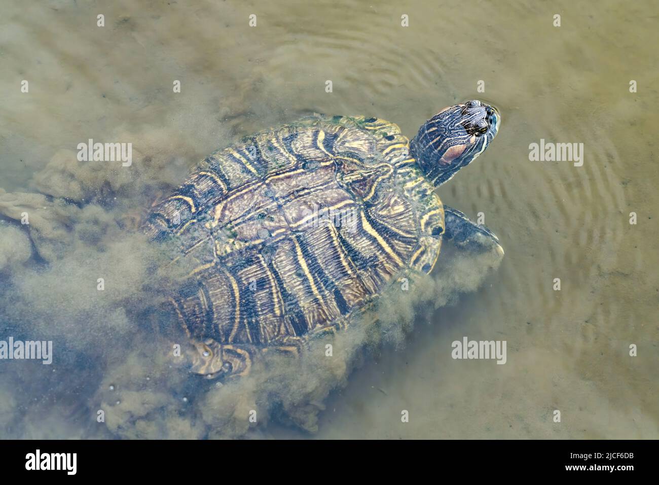 Uno slider dalle orecchie rosse, Trachemys scripta elegans, si estende per l'aria in una paludosa palude a South Padre Island, Texas. Foto Stock