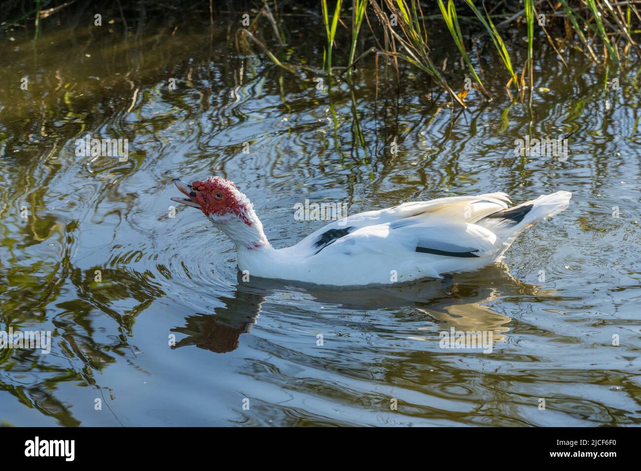 Un'anatra moscovica drake, Cairina moschata, in un piccolo laghetto presso il South Padre Island Birding Center, Texas. Foto Stock