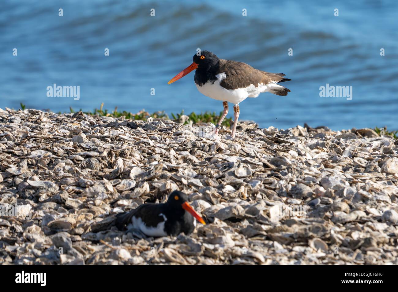 Gli Oystercatcher americani, Haematopus palliatus, su un'isola di osteria nell'Aransas National Wildlife Refuge in Texas. Foto Stock