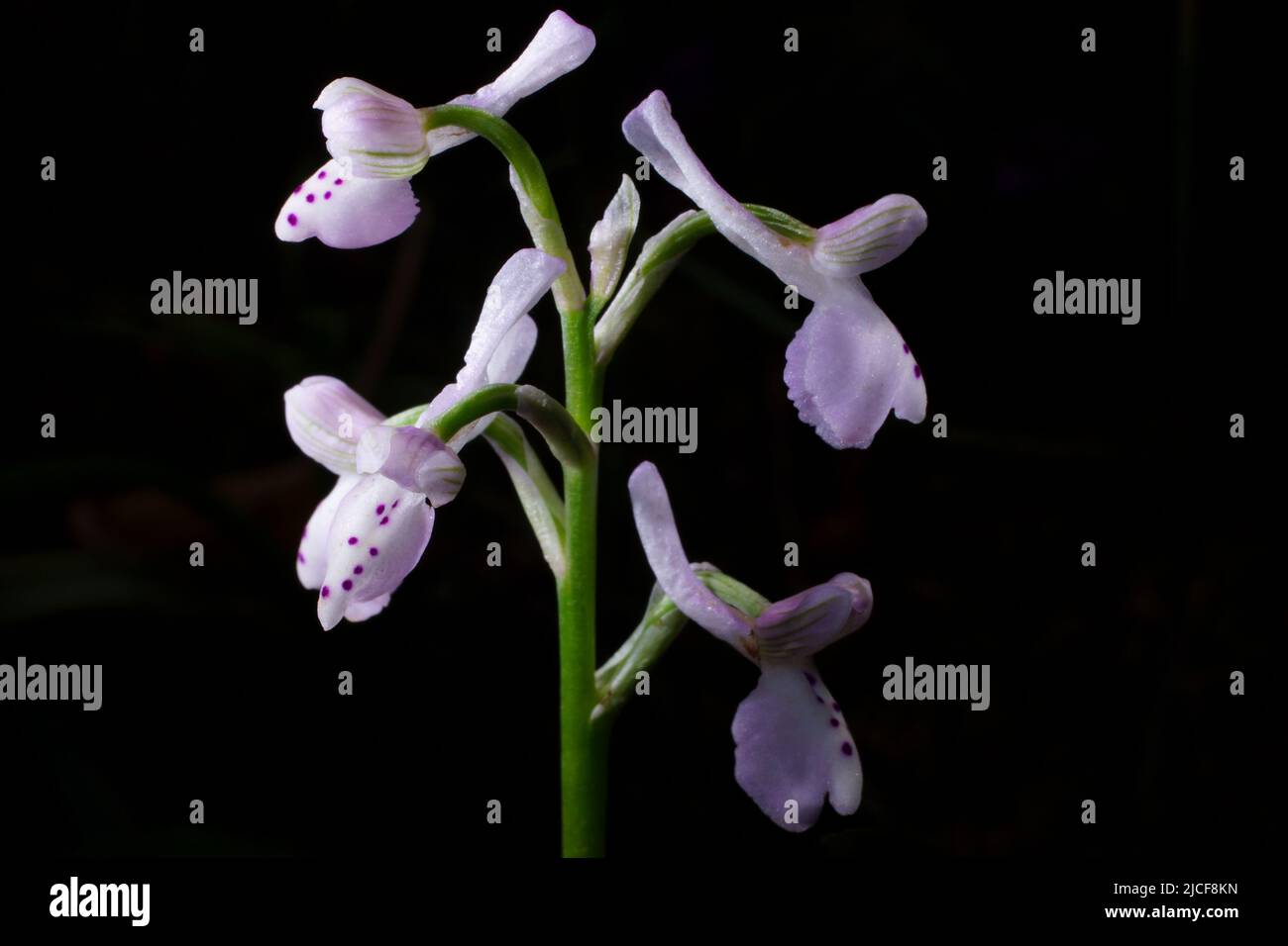Orchidea con ali verdi (Anacamptis morio ssp. Champagneuxii), Maiorca Foto Stock