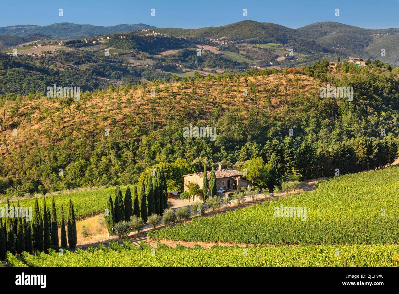 Vigneti vicino Radda in Chianti, Chianti, Provincia di Firenze, Toscana, Italia Foto Stock