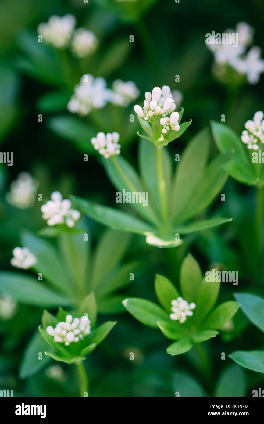 Fiori bianchi di Woodruff, odoratum di galium Foto Stock