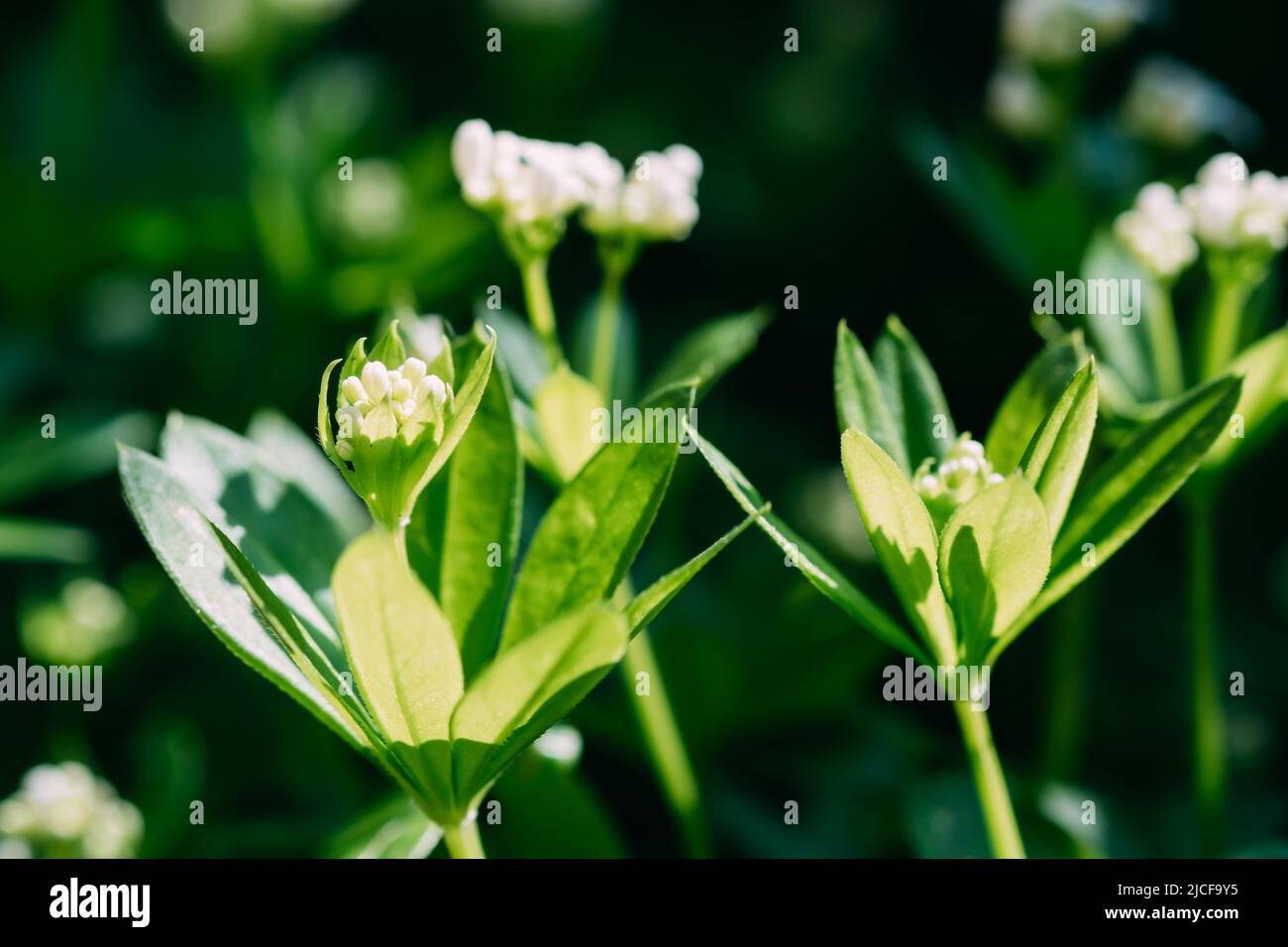 Fiori bianchi di Woodruff, odoratum di galium Foto Stock