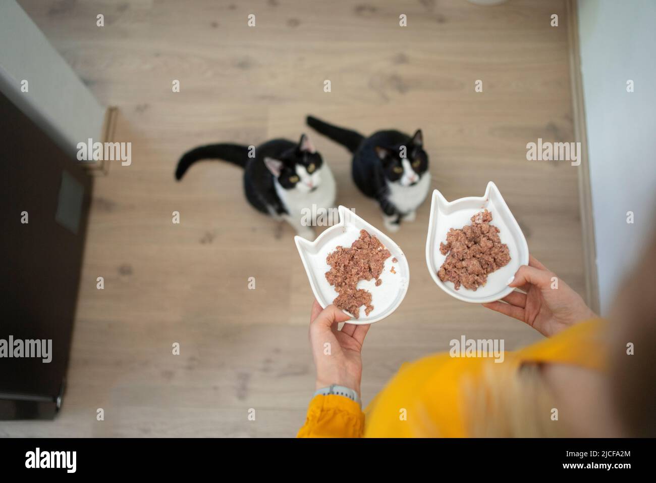 vista ad angolo alto del proprietario dell'animale domestico che tiene due ciotole di alimento con alimento bagnato. Due gatti affamati sono seduti sul pavimento in attesa di guardare in su Foto Stock