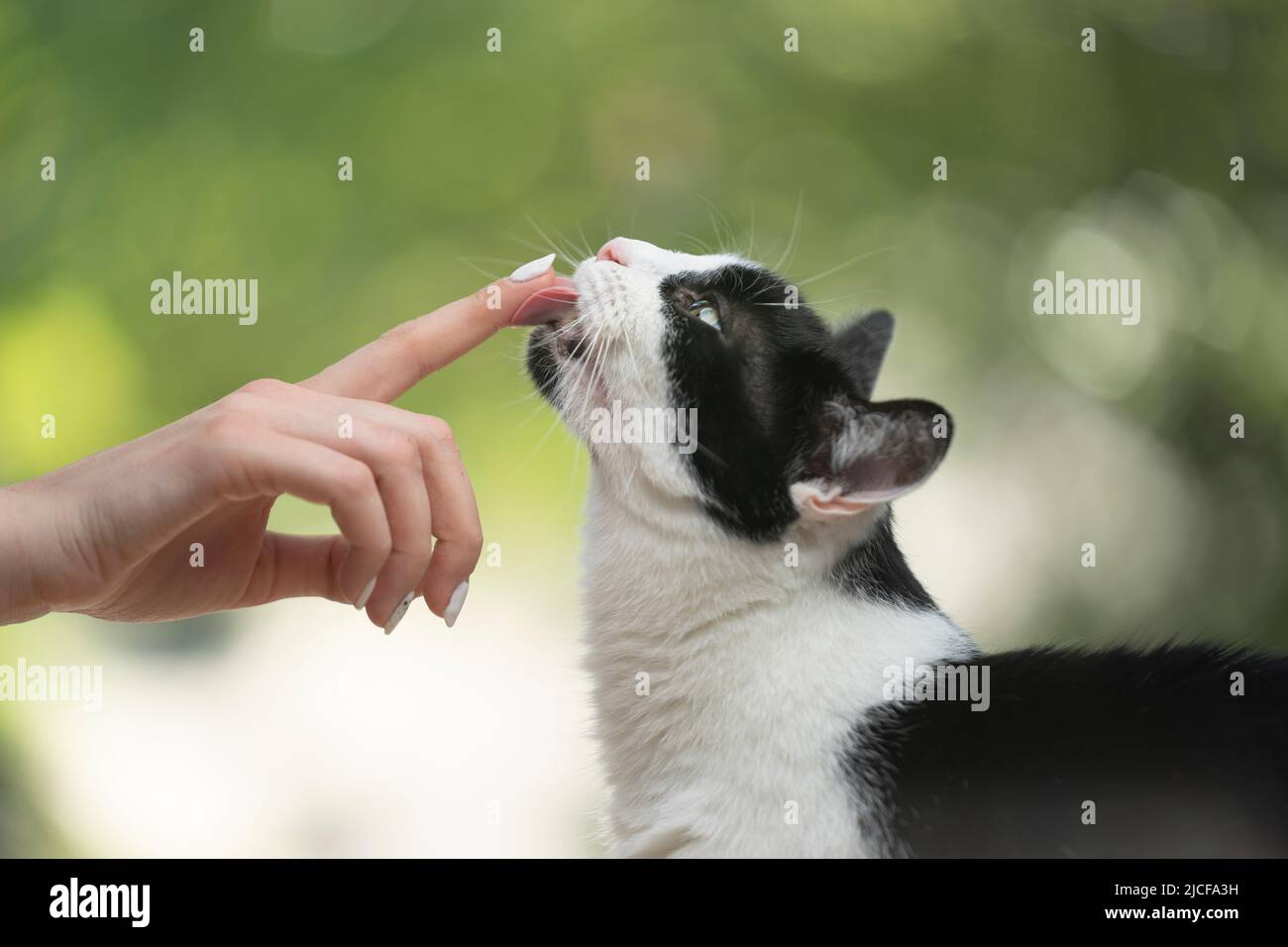 il gatto lecca il dito della mano umana Foto Stock