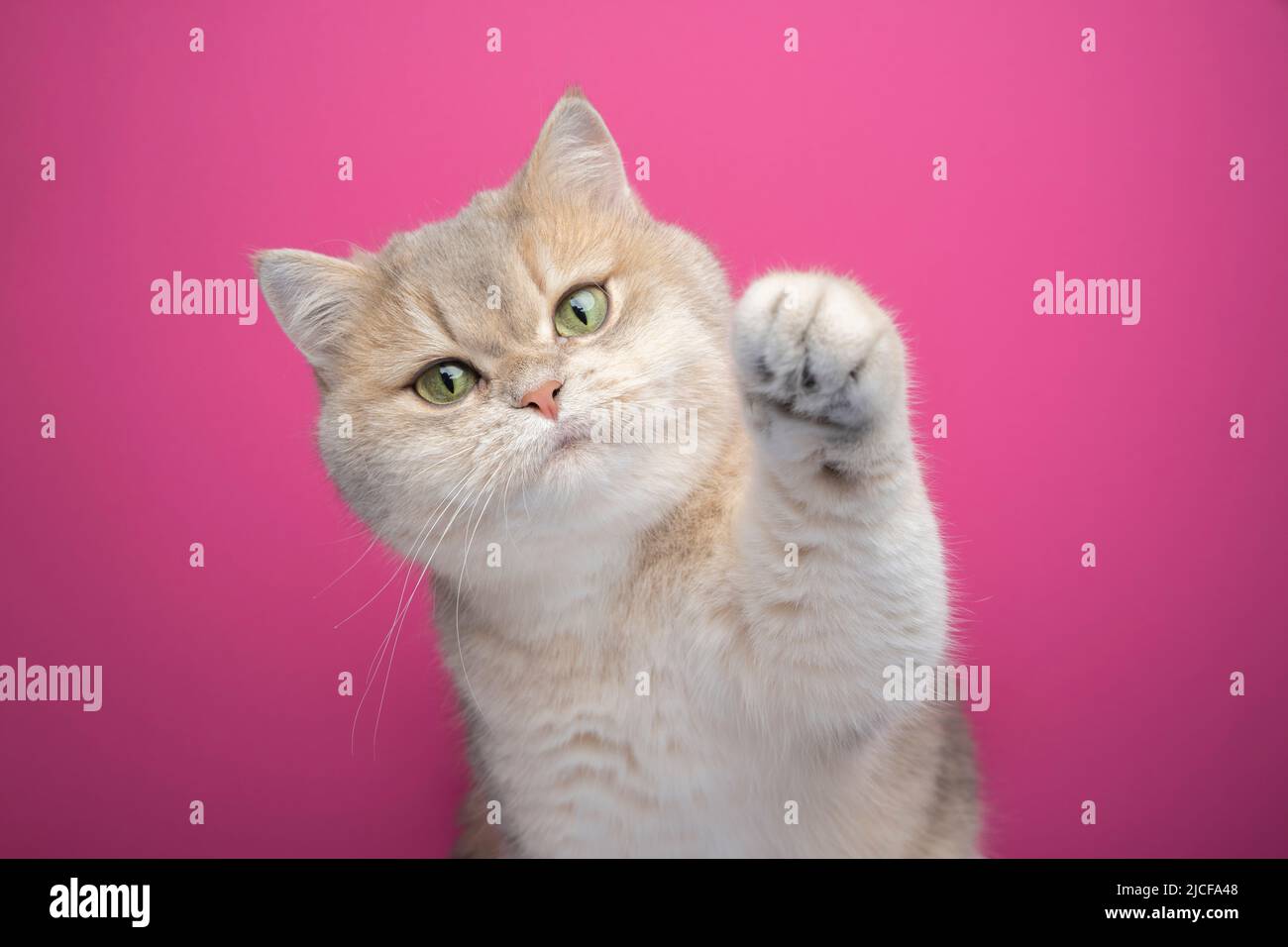 giocoso gatto shorthair britannico che solleva soffice zampa su sfondo rosa Foto Stock