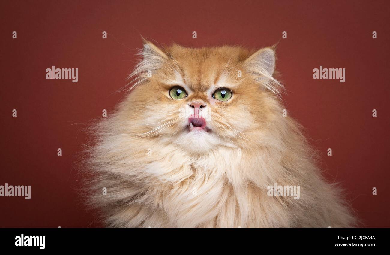 affamato morbido guscio d'oro britannico longhair kitty leccare le labbra Foto Stock