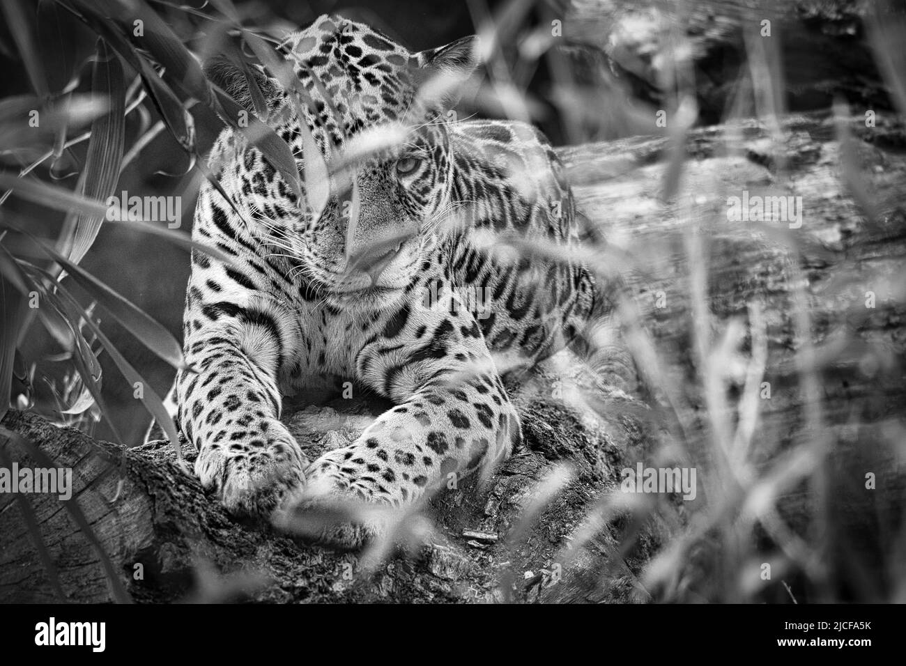 Jaguar in bianco e nero, sdraiato dietro l'erba. Pelliccia macchiata, mimetizzazione. Il gatto grande è un predatore. Guardare al visualizzatore. Foto animale di una caccia Foto Stock