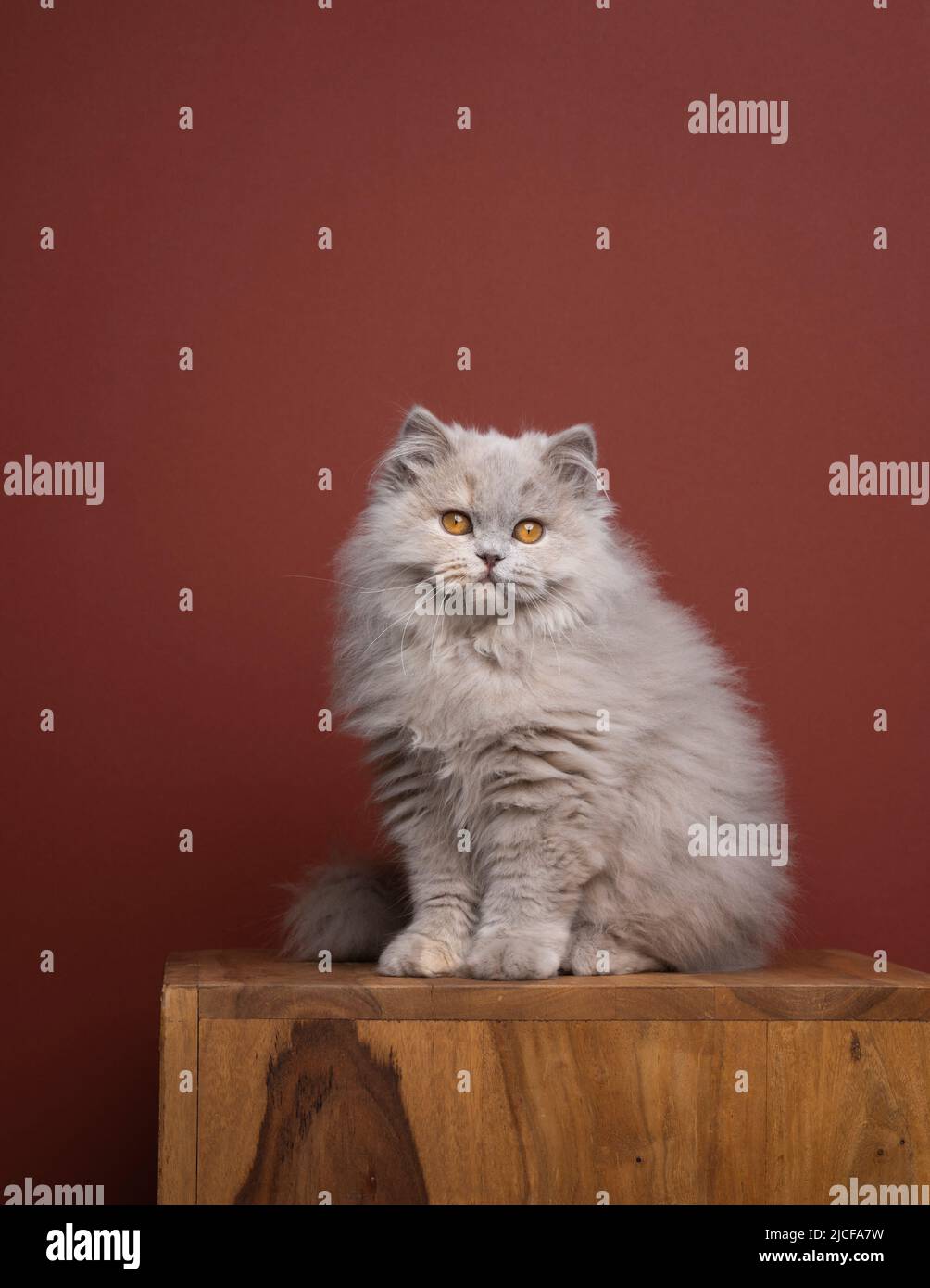 morbido ritratto britannico di gatto longhair con spazio di copia Foto Stock