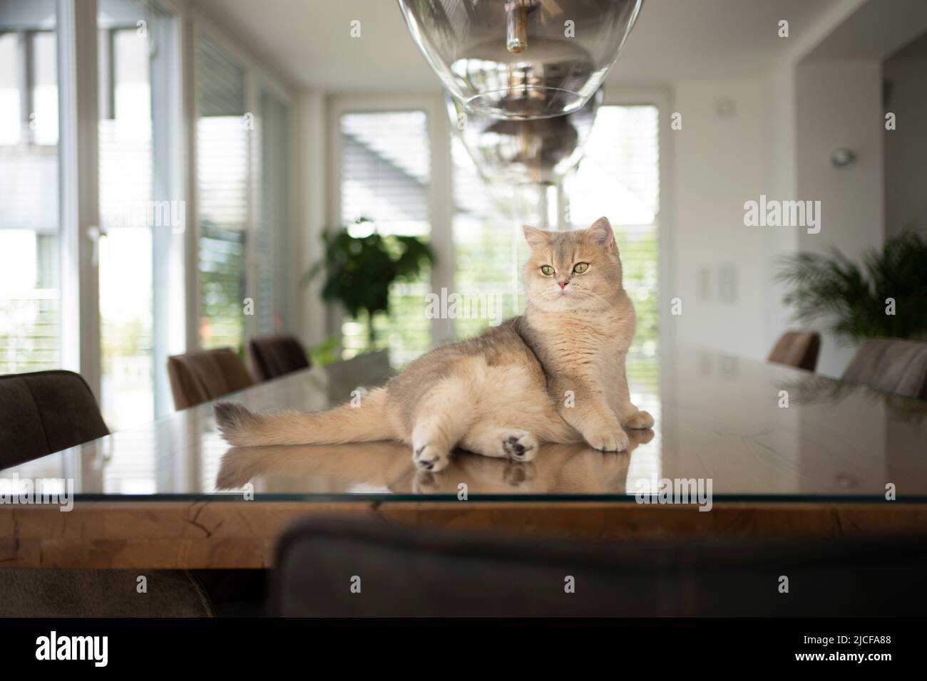 gatto britannico fawn shorthair che riposa sul tavolo da pranzo in interni moderni Foto Stock