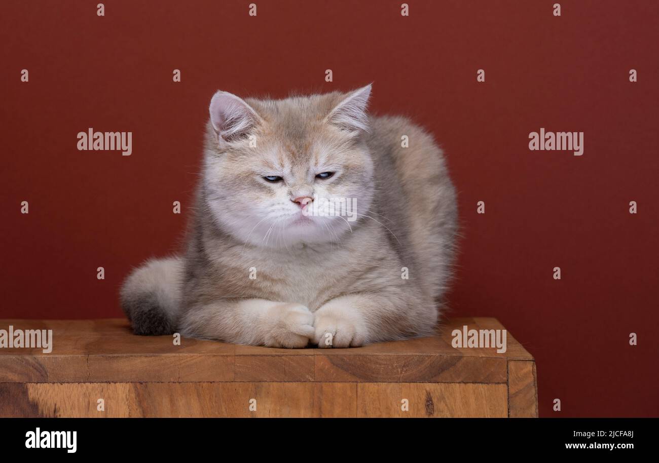 gatto britannico shorthair sdraiato sulla parte anteriore che guarda infastidito o irritato Foto Stock