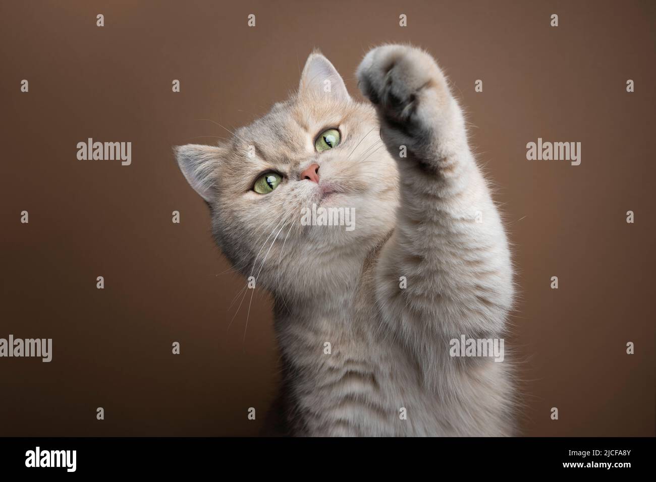 giocoso occhio verde morbido gatto shorthair britannico sollevare zampa su sfondo marrone Foto Stock