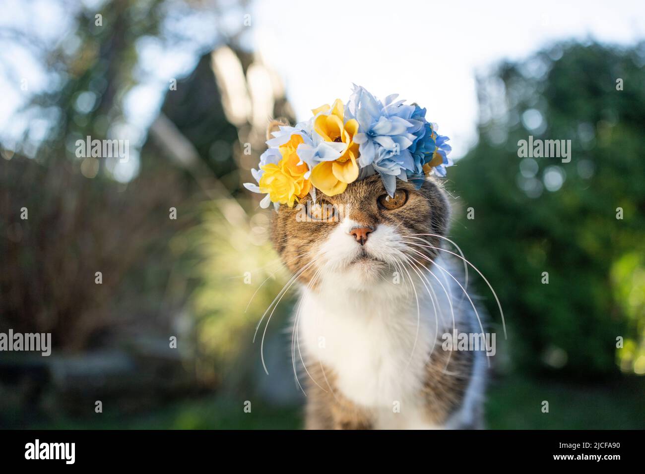 gatto con corona floreale in ucraina colori blu e giallo Foto Stock