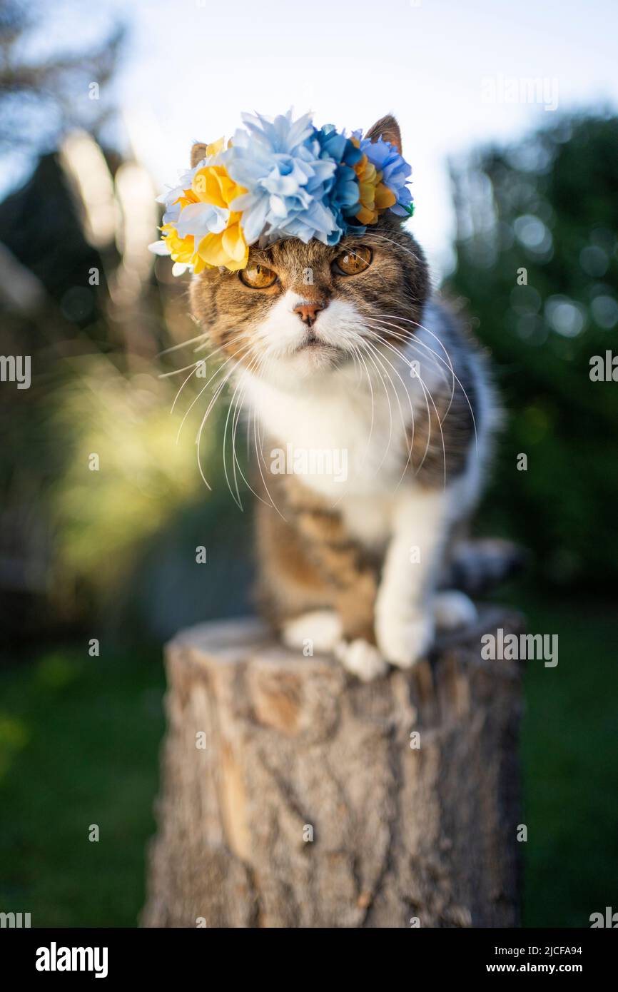 gatto con corona floreale in ucraina colori blu e giallo Foto Stock