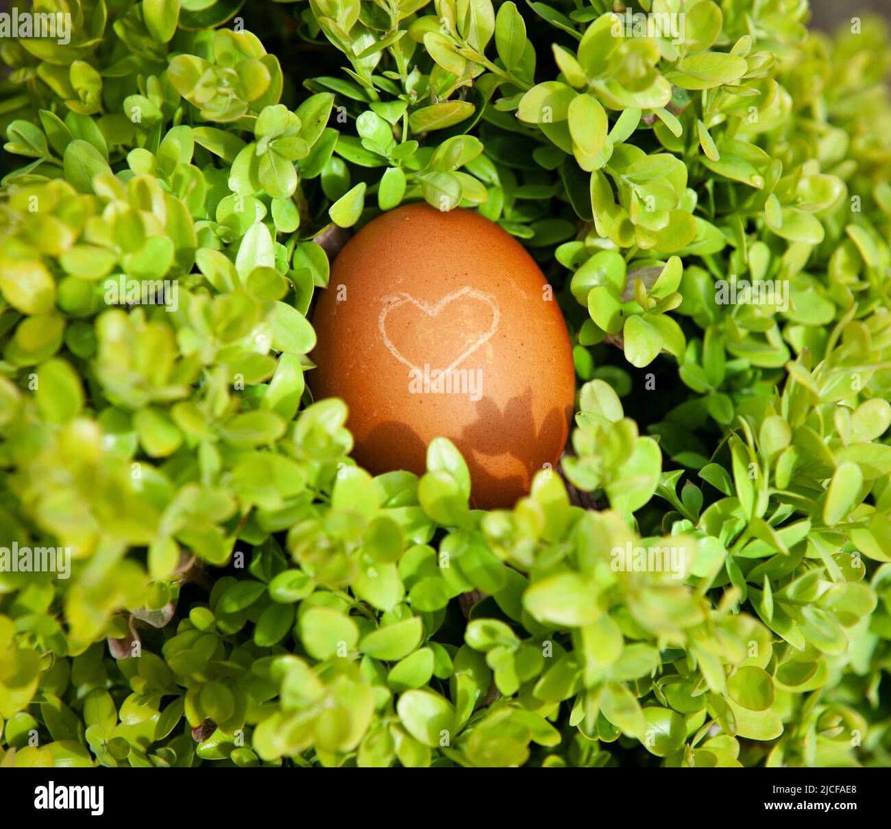 Uovo con cuore in un nido verde Foto Stock