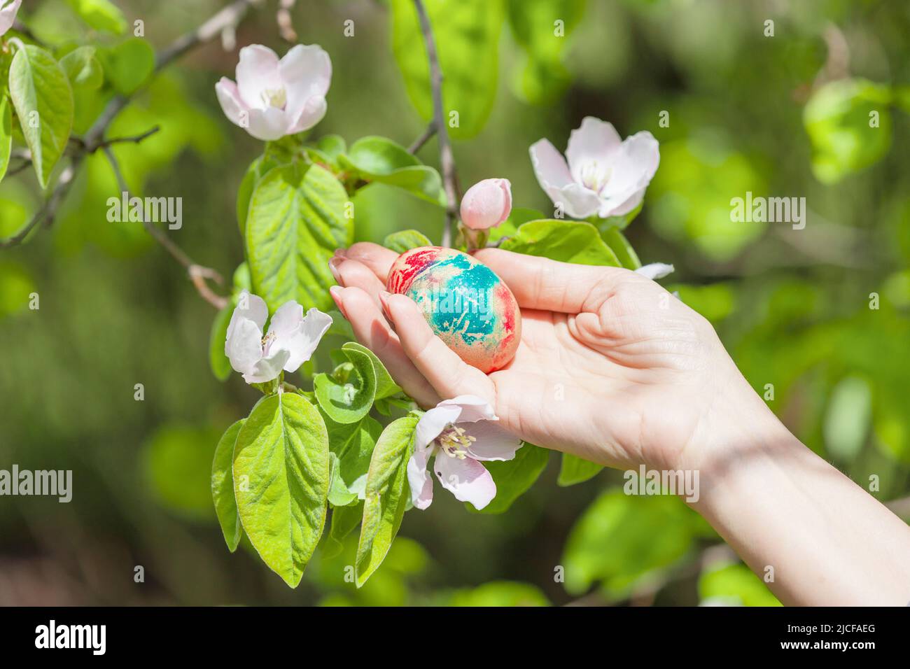 La mela cotogna fiorisce in primavera sull'albero della cotogna, tenendo a mano l'uovo dipinto Foto Stock
