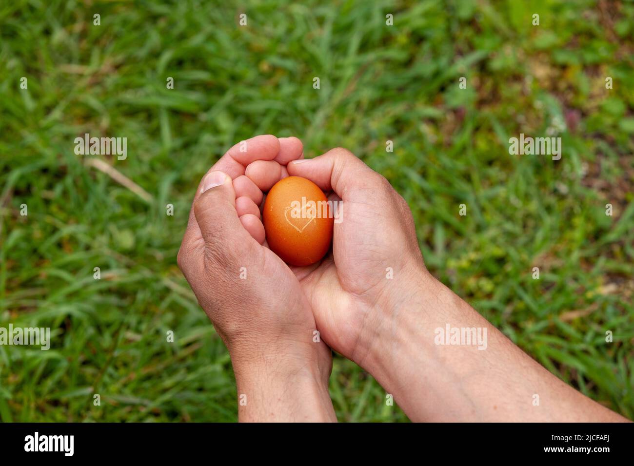 Uovo con cuore tenuto dalle mani Foto Stock