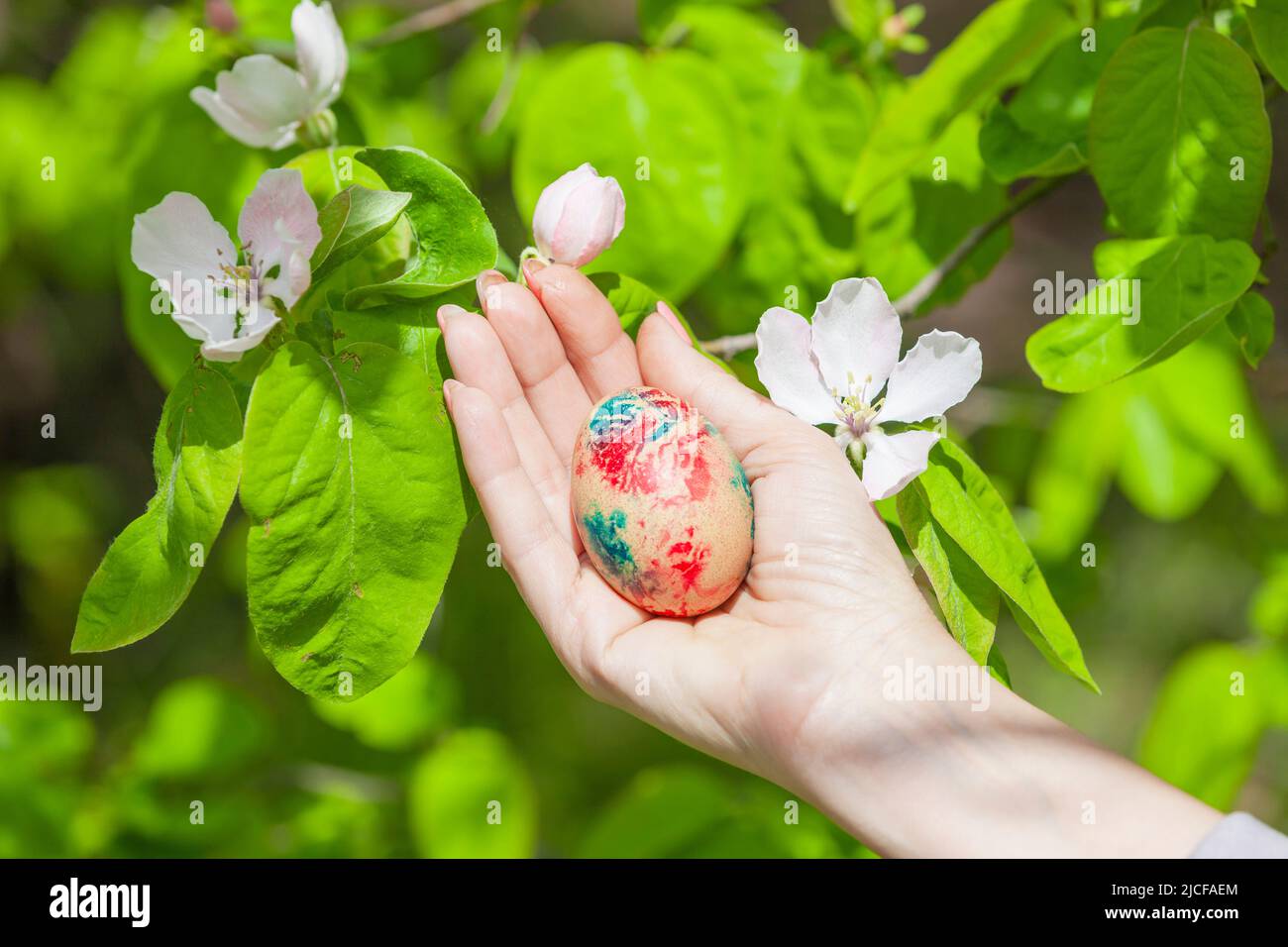 La mela cotogna fiorisce in primavera sull'albero della cotogna, tenendo a mano l'uovo dipinto Foto Stock