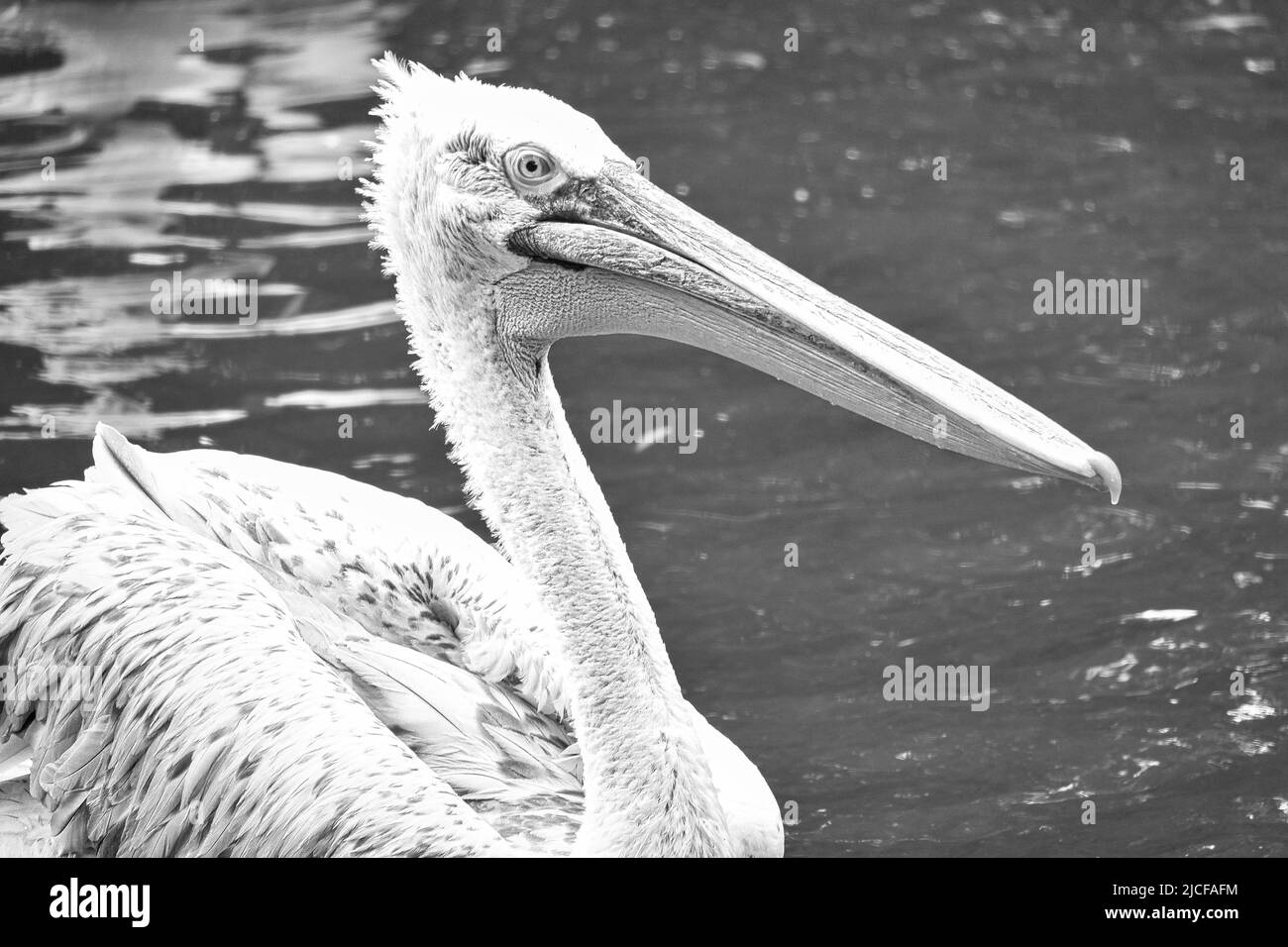 Pelican bianco e nero, nuoto in acqua. Piumaggio grigio bianco, becco grande, ad un grosso uccello marino. Foto animale Foto Stock