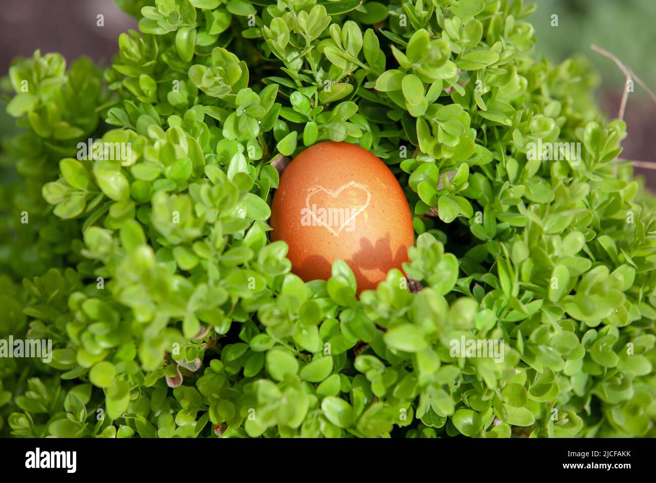 Uovo con cuore in un nido verde Foto Stock