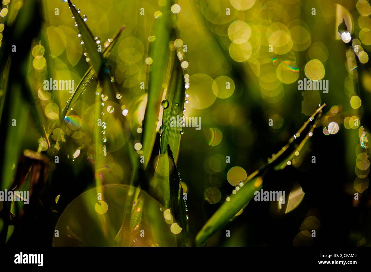 foglie bagnate con gocce di pioggia, profondità di campo molto bassa per splendidi cerchi di apertura sullo sfondo Foto Stock