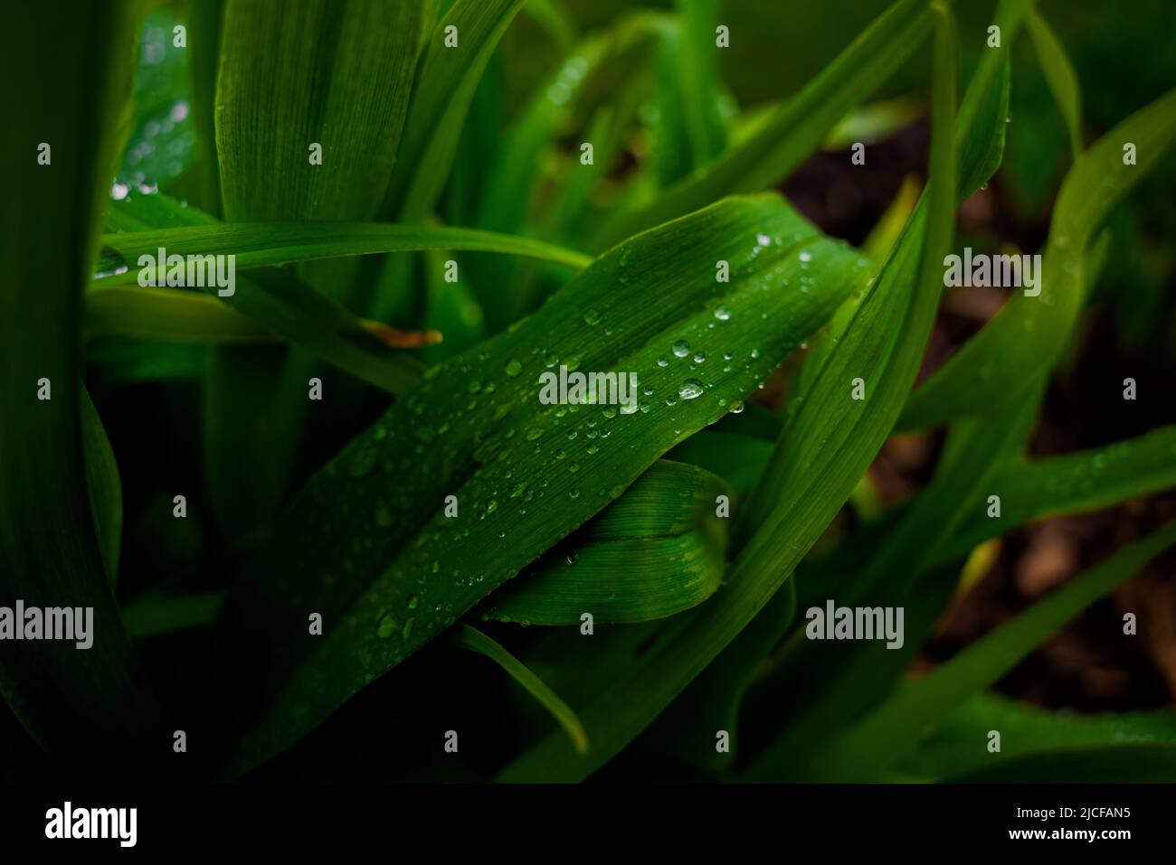 foglie bagnate con gocce di pioggia dopo la pioggia Foto Stock