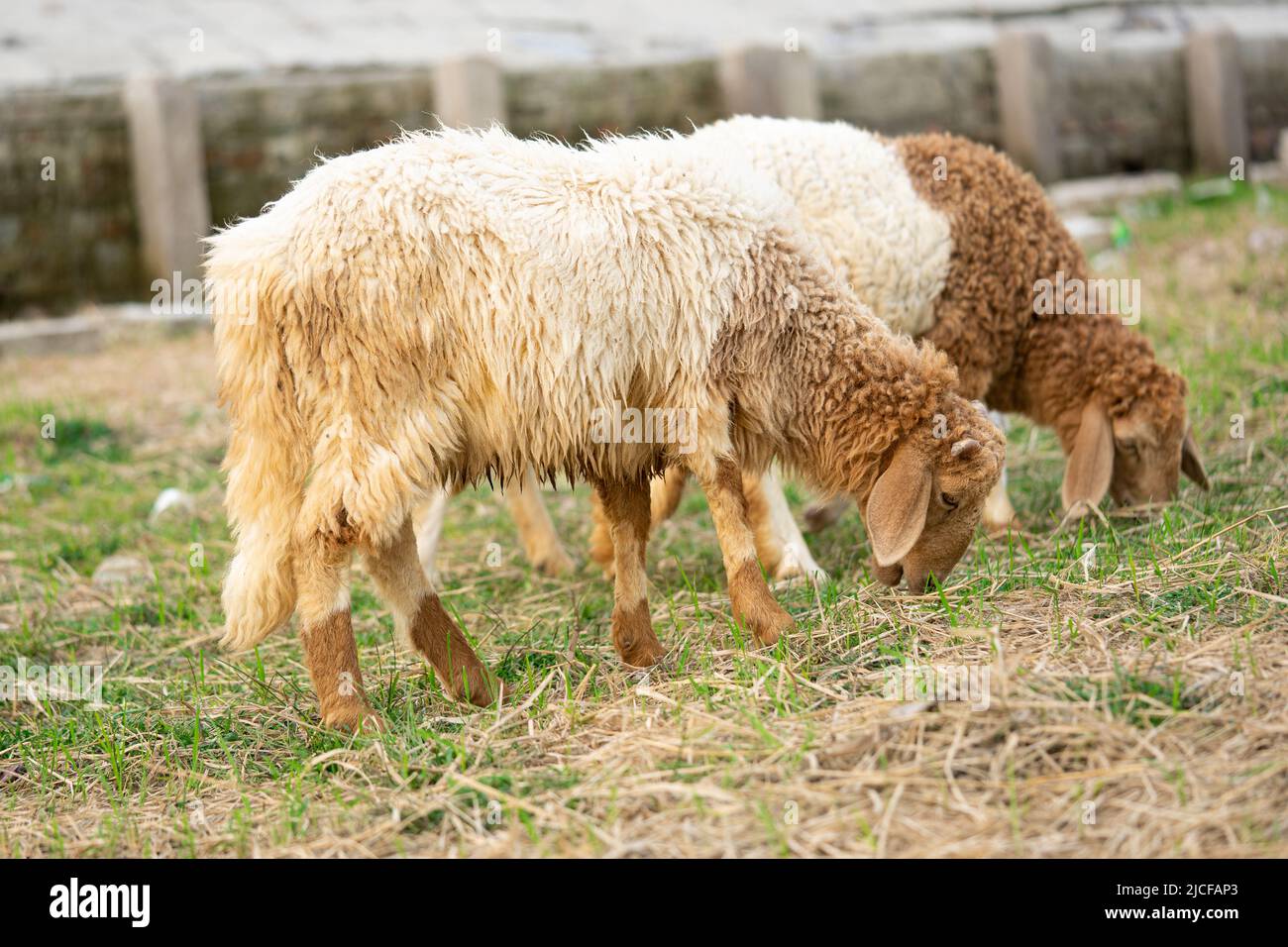 Cute pecora su un campo di erba asciutta, animale di fattoria Foto Stock