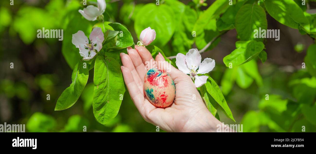 La mela cotogna fiorisce in primavera sull'albero della cotogna, tenendo a mano l'uovo dipinto Foto Stock