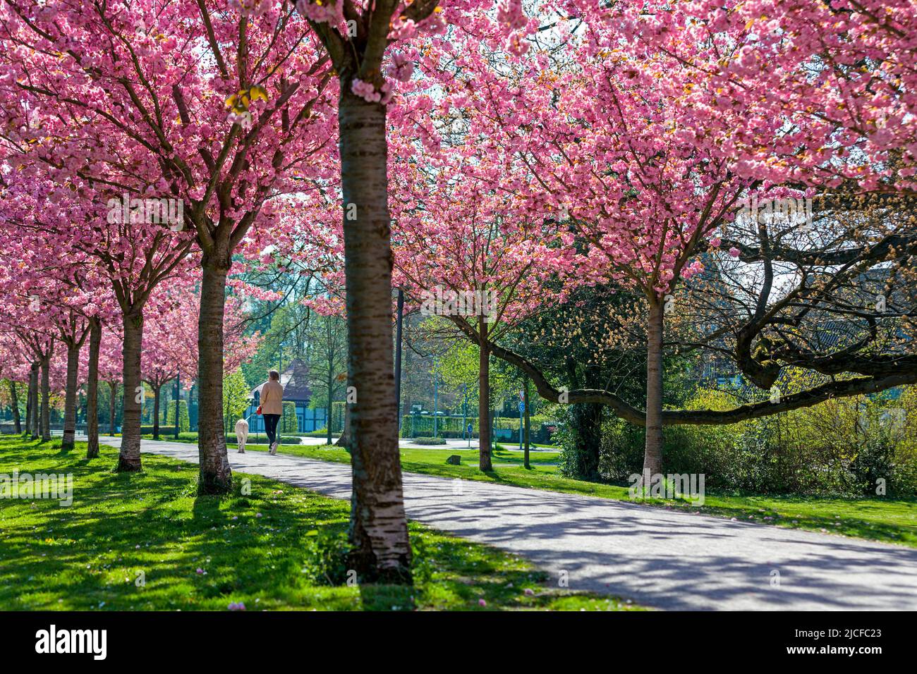 Viale dei ciliegi, bastione, Stadthagen, bassa Sassonia Foto Stock