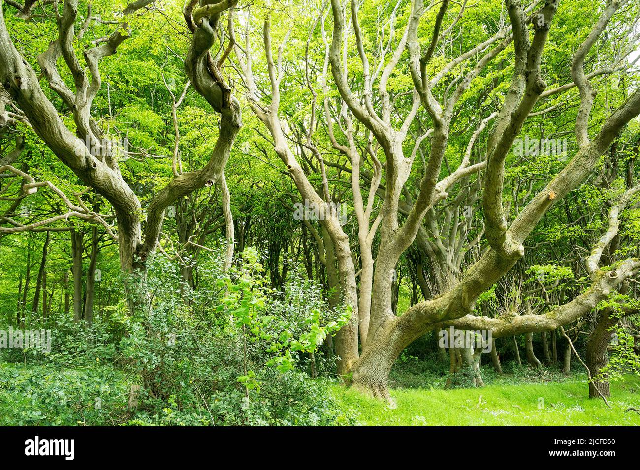 Germania, Schleswig-Holstein, riserva naturale Geltinger Birk, foresta umida Foto Stock