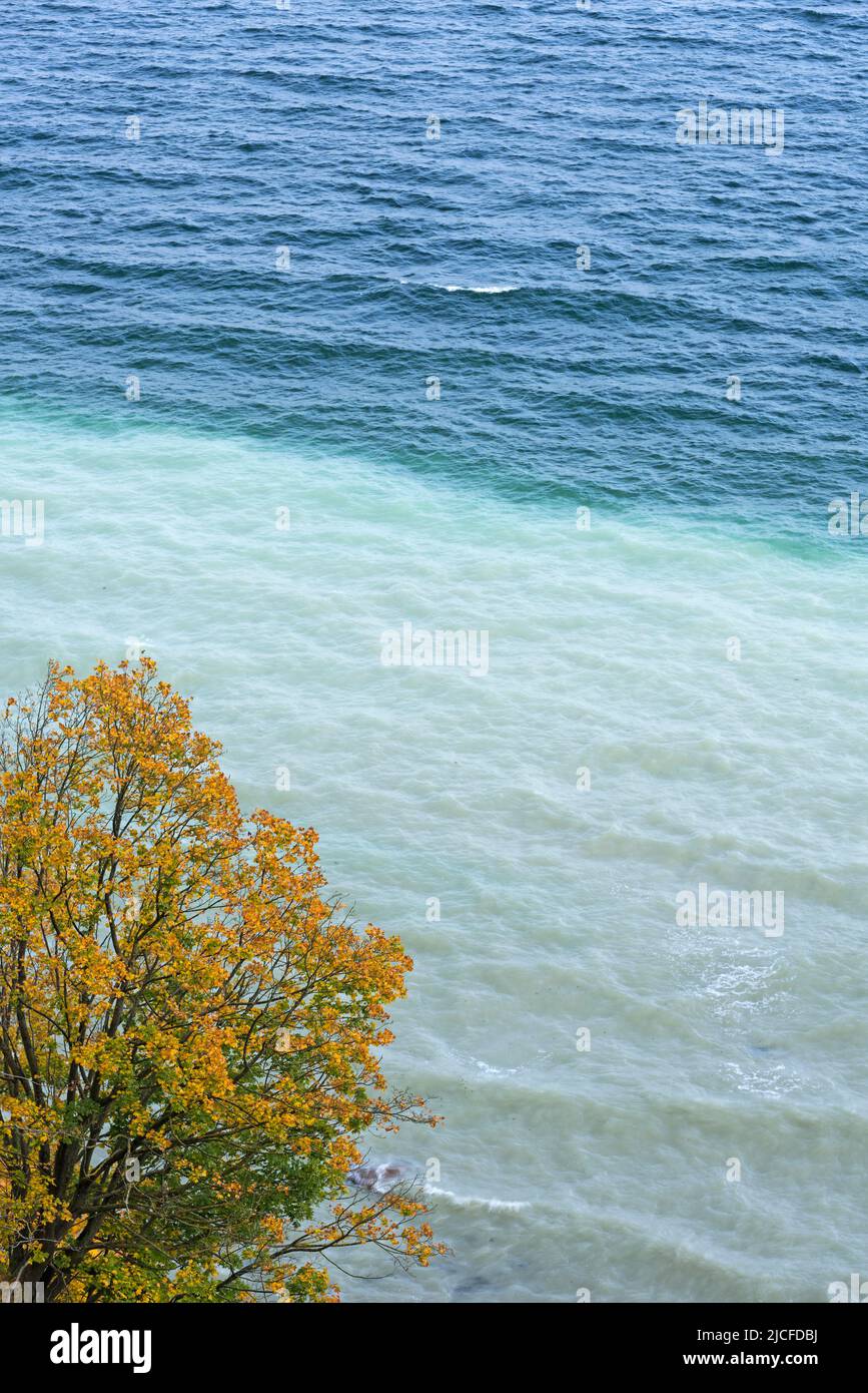 Faggio di rame in autunno fogliame sulla costa ripida nel Parco Nazionale di Jasmund, vista sul mare, nella zona costiera gesso colori l'acqua lattiginosa blu, Rügen Isola, Germania, Mecklenburg-Vorpommern Foto Stock