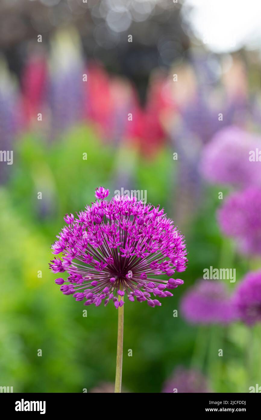 Allium hollandicum 'viola sensazione'. Cipolla ornamentali fiore Foto Stock