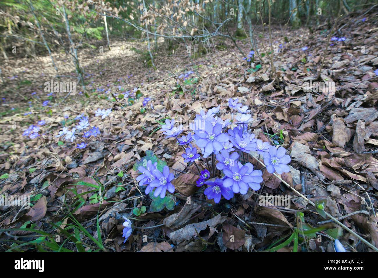 Luverwort, blu-viola primavera bloomer in foreste decidue Foto Stock